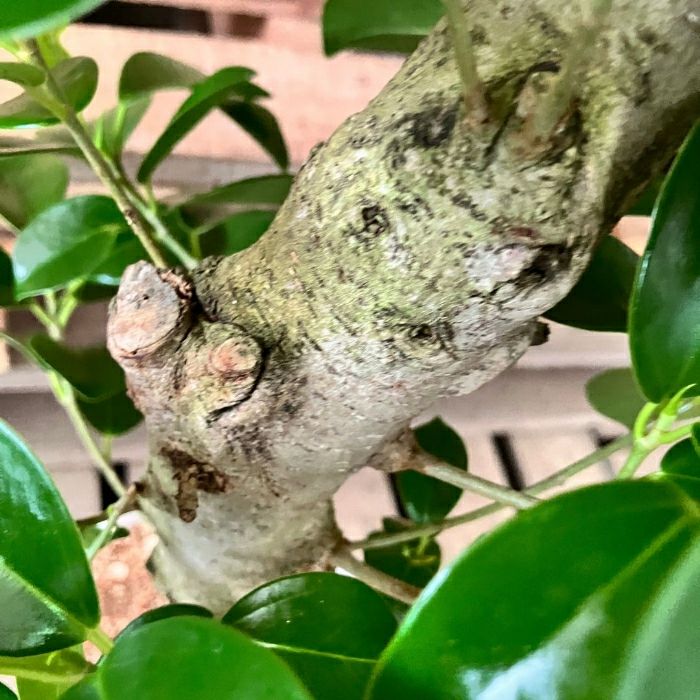 観葉植物現品販売