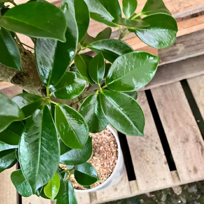 観葉植物現品販売