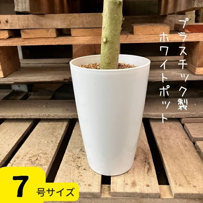 観葉植物現品販売