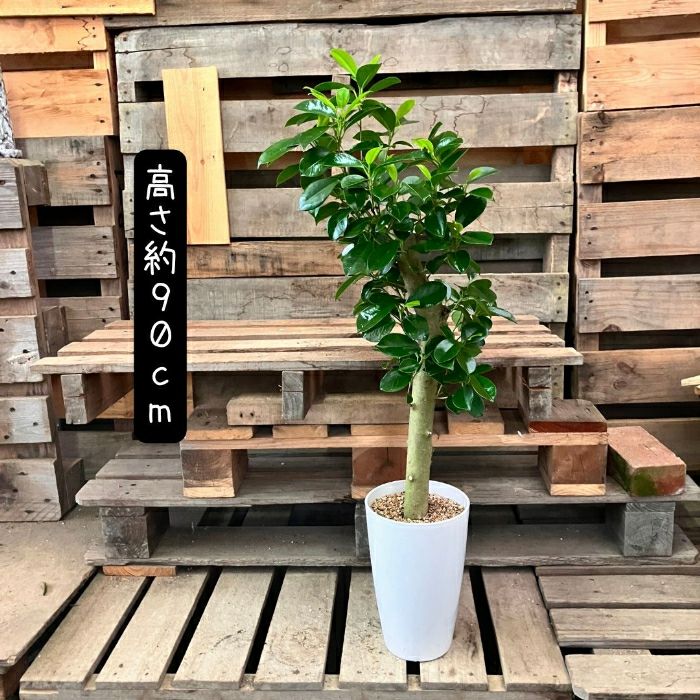 観葉植物現品販売