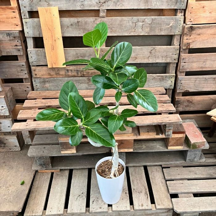 観葉植物現品販売