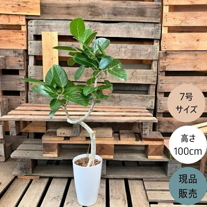 観葉植物現品販売
