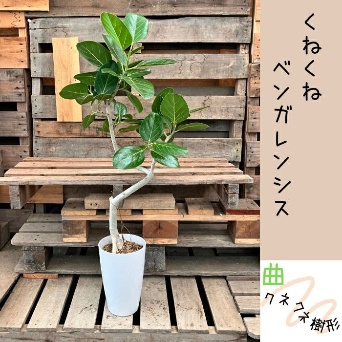 観葉植物現品販売