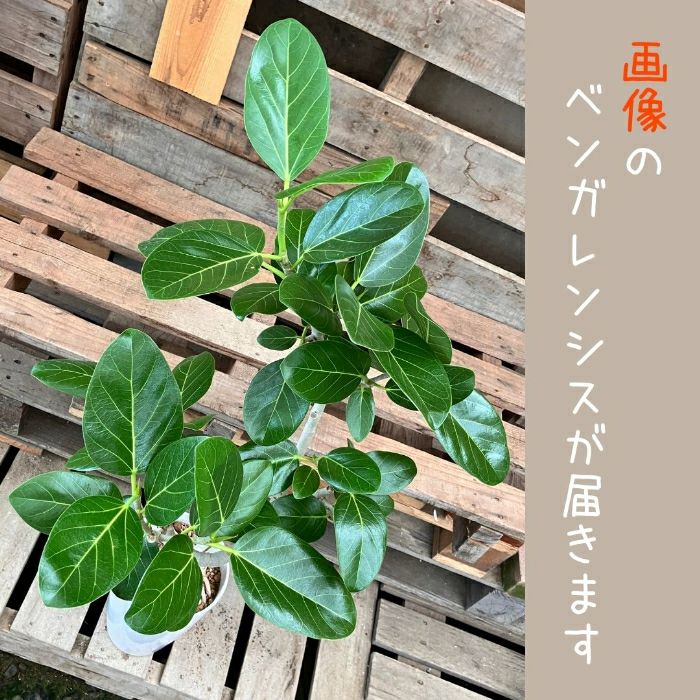 観葉植物現品販売