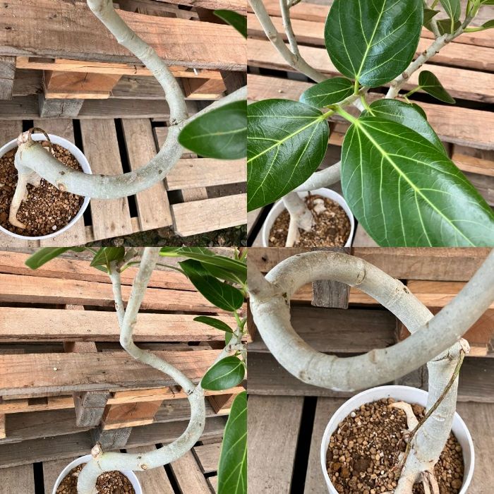 観葉植物現品販売