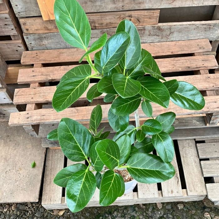 観葉植物現品販売