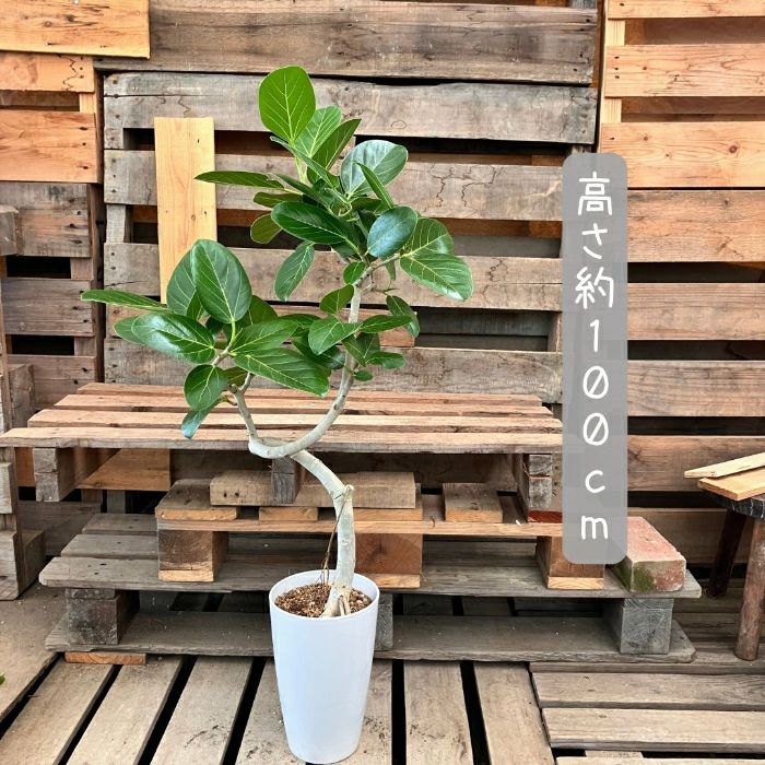 観葉植物現品販売