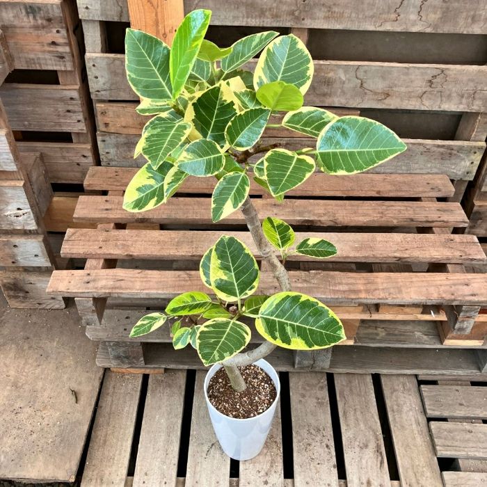 観葉植物現品販売