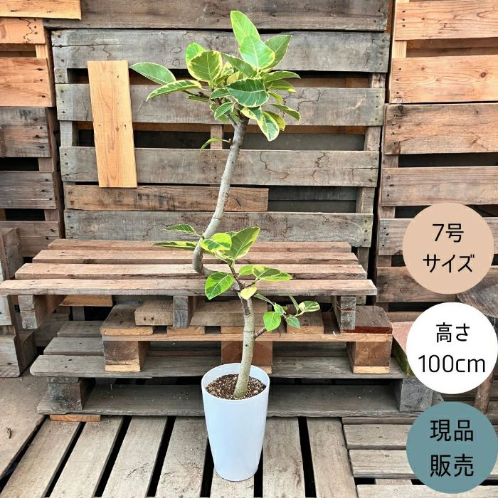 観葉植物現品販売