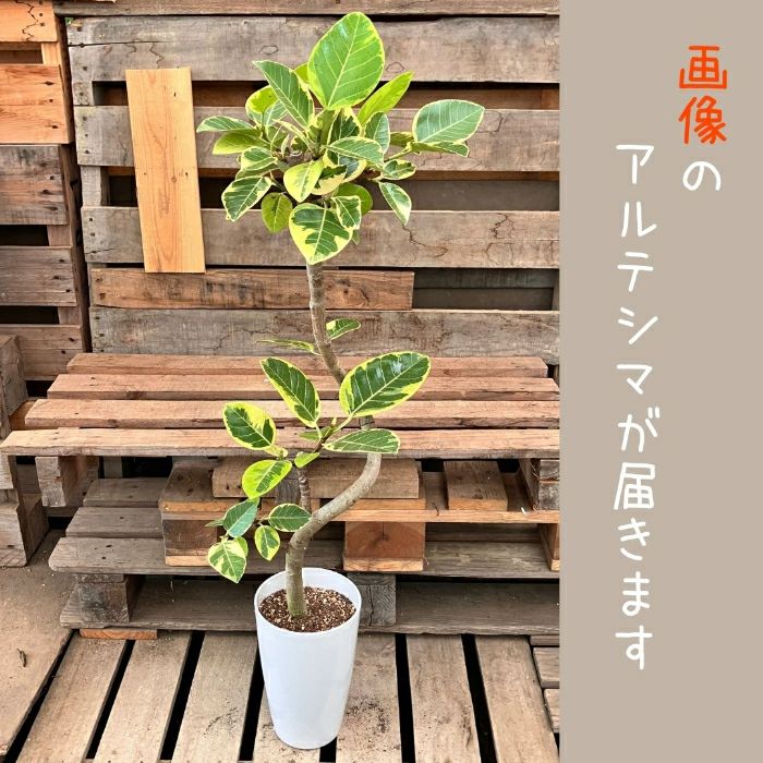 観葉植物現品販売
