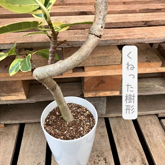 観葉植物現品販売