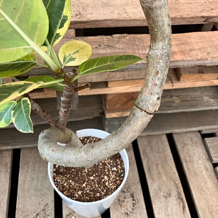 観葉植物現品販売