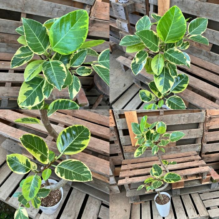 観葉植物現品販売