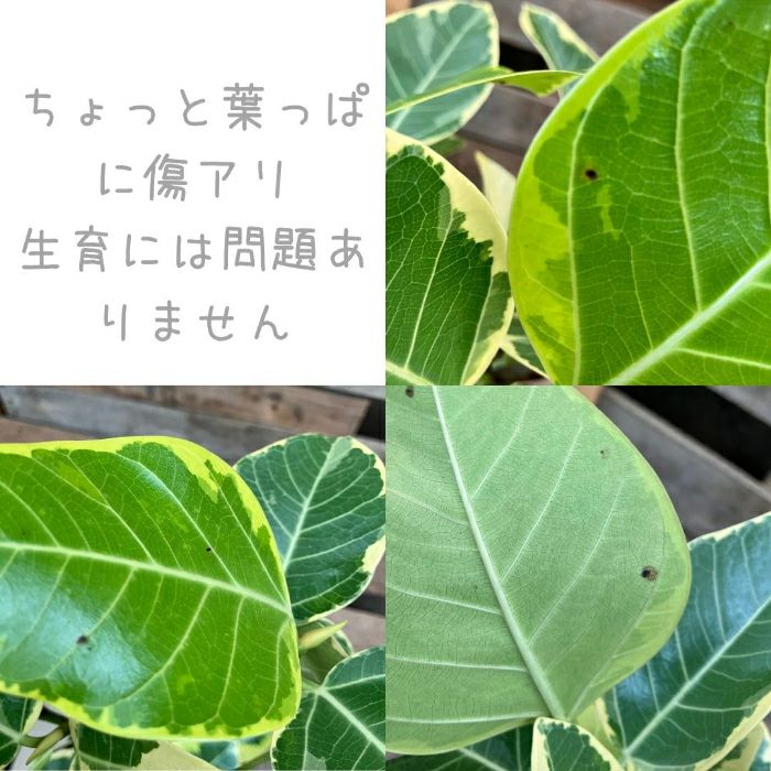 観葉植物現品販売