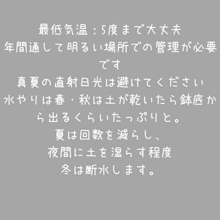 観葉植物現品販売