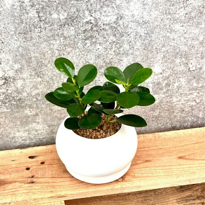 観葉植物現品販売