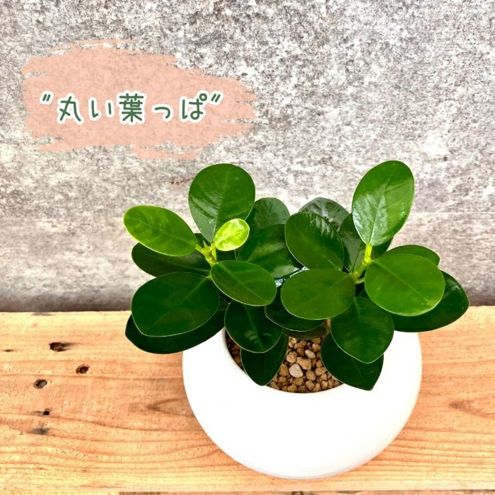 観葉植物現品販売