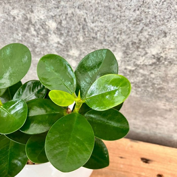 観葉植物現品販売