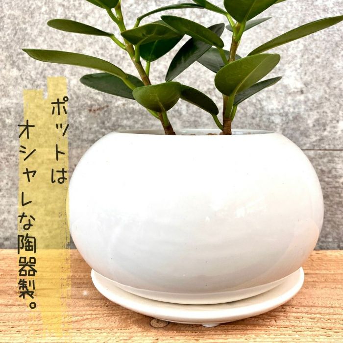 観葉植物現品販売