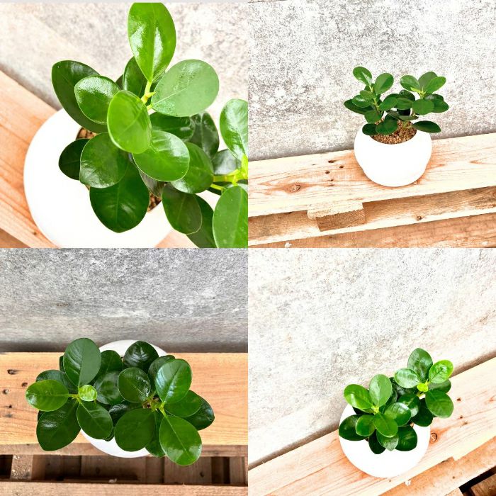 観葉植物現品販売