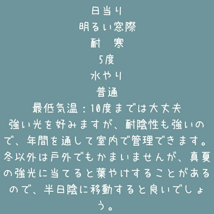 観葉植物現品販売