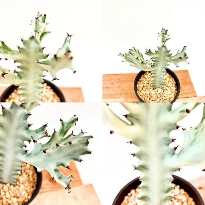 観葉植物現品販売