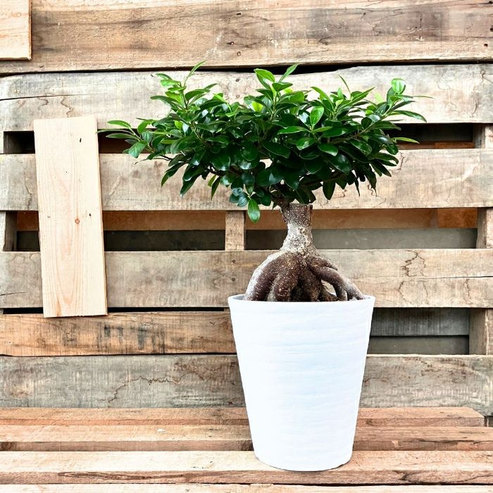観葉植物現品販売