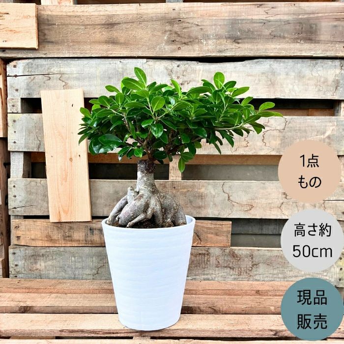 観葉植物現品販売