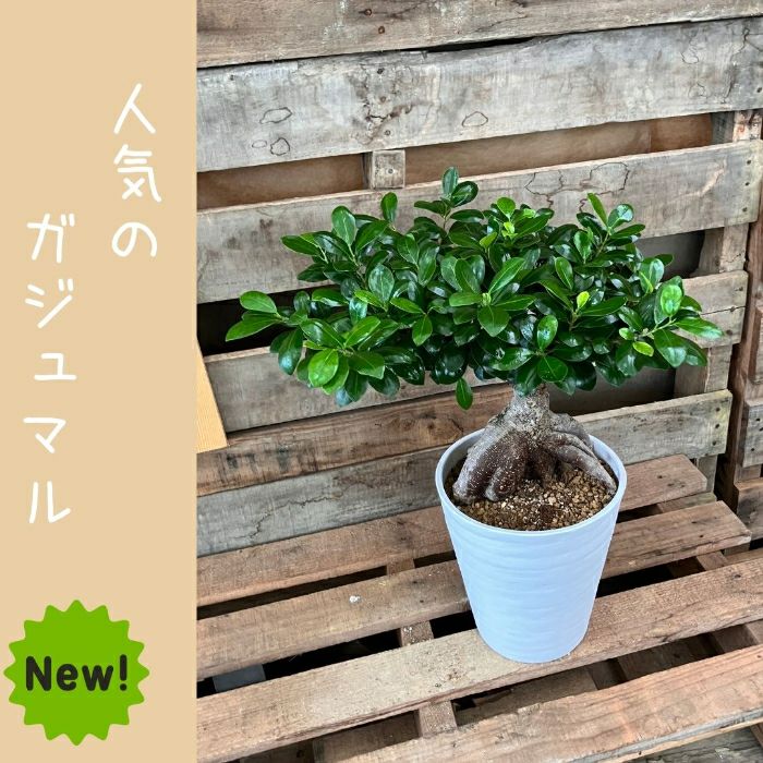 観葉植物現品販売