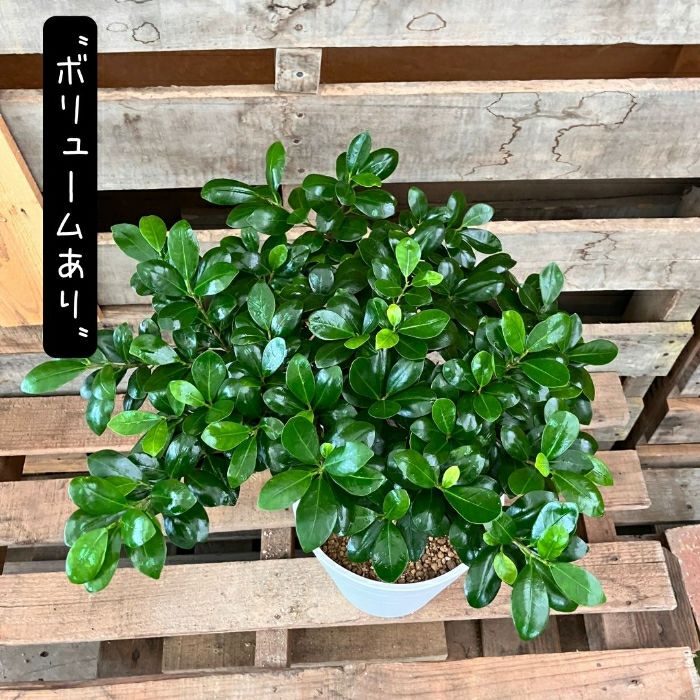 観葉植物現品販売