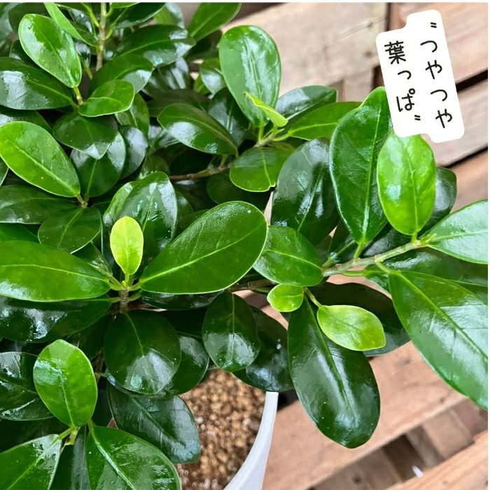 観葉植物現品販売