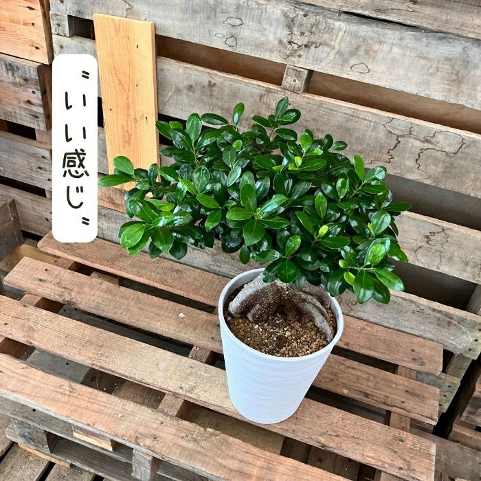 観葉植物現品販売