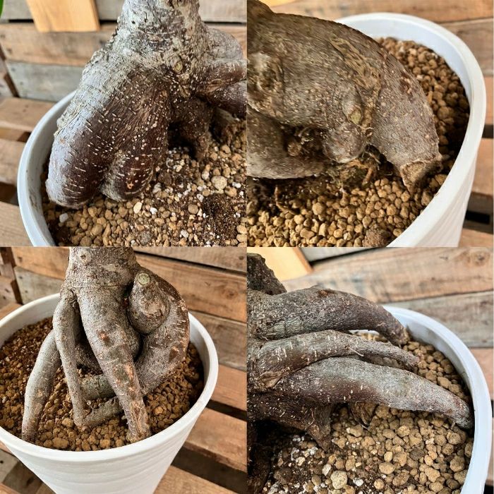 観葉植物現品販売