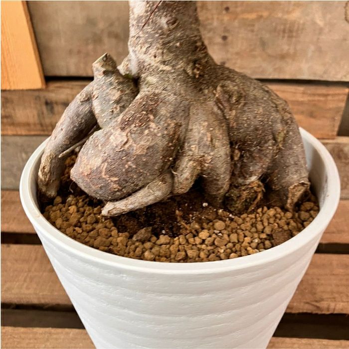 観葉植物現品販売