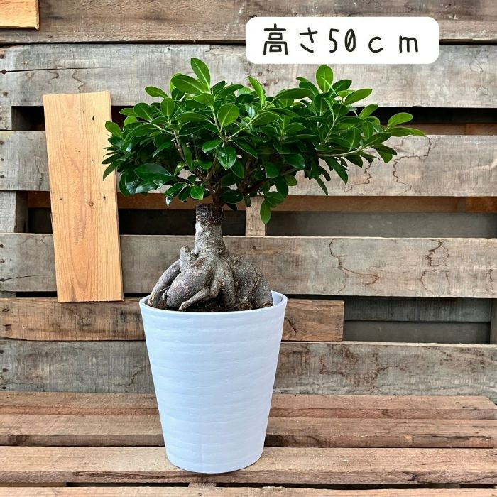 観葉植物現品販売