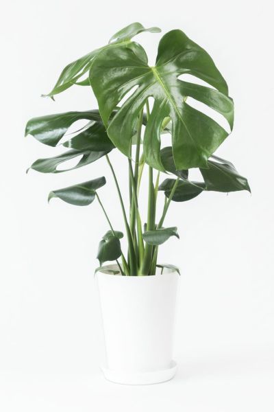 ハート形の葉の観葉植物