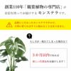 安心の3ヵ月保証付き 観葉植物 本物 モンステラ 6号鉢 プラ鉢ホワイトポット 初心者