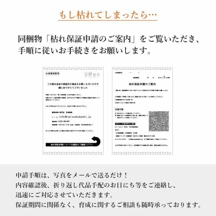 安心の3ヵ月保証付き 観葉植物 本物 モンステラ 6号鉢 プラ鉢ホワイトポット 初心者