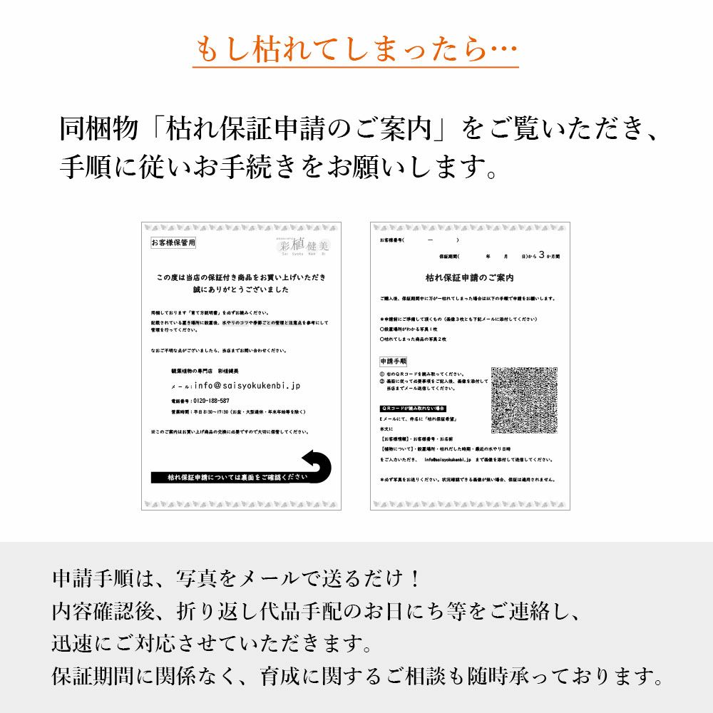 安心の3ヵ月保証付き 観葉植物 本物 モンステラ 6号鉢 プラ鉢ホワイトポット 初心者