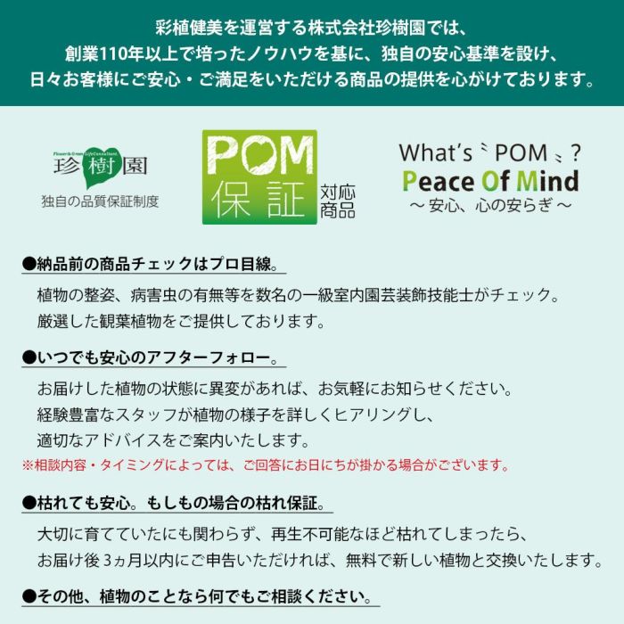 安心の3ヵ月保証付き 観葉植物 本物 モンステラ 6号鉢 プラ鉢ホワイトポット 初心者