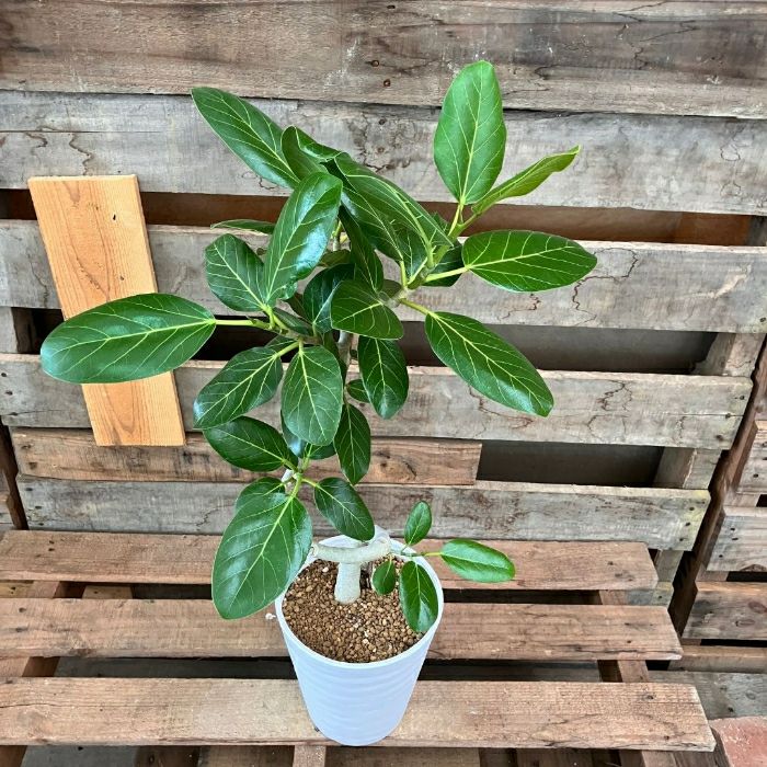 観葉植物現品販売