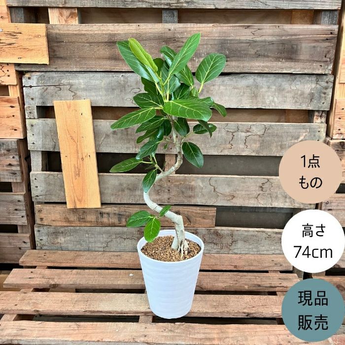 観葉植物現品販売