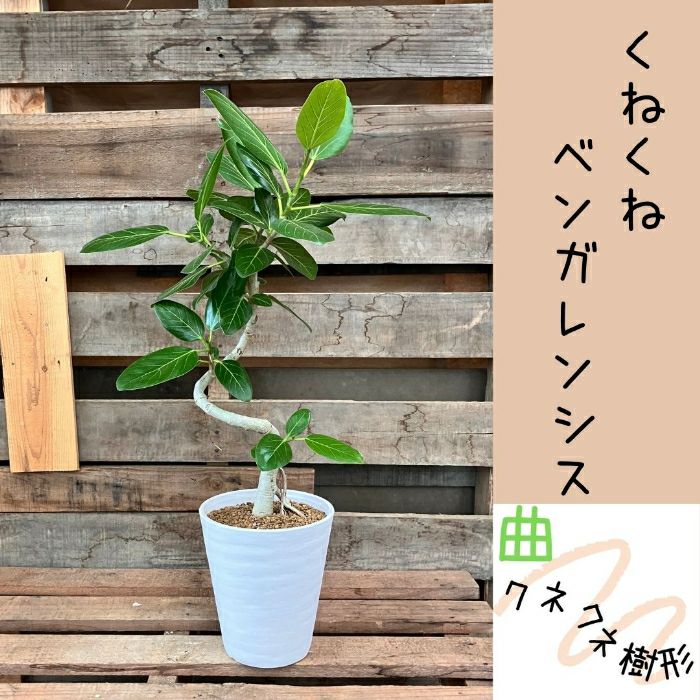 観葉植物現品販売