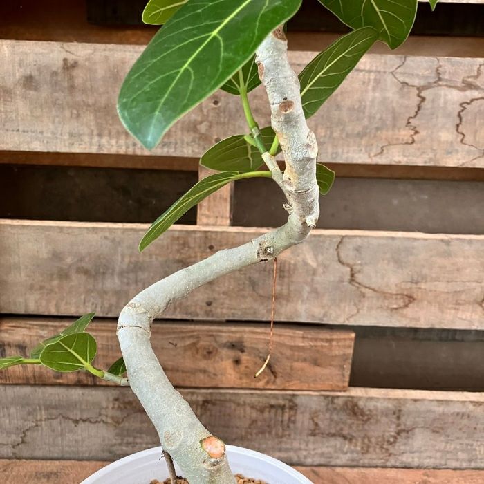 観葉植物現品販売