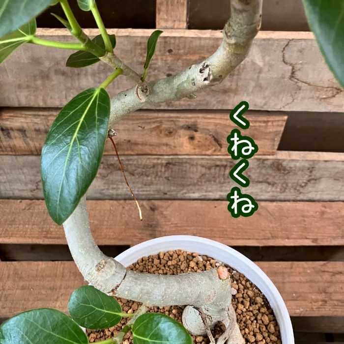 観葉植物現品販売