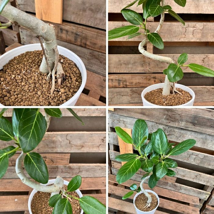 観葉植物現品販売