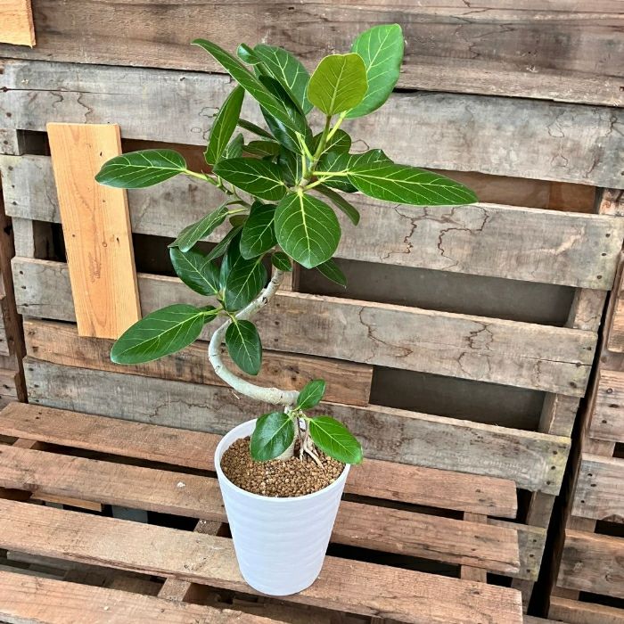 観葉植物現品販売