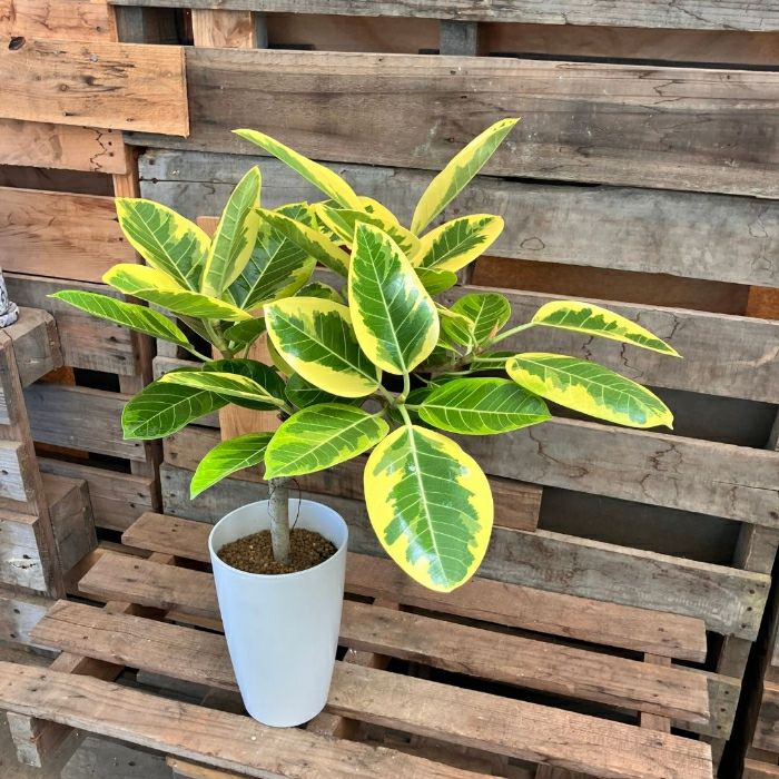 観葉植物現品販売