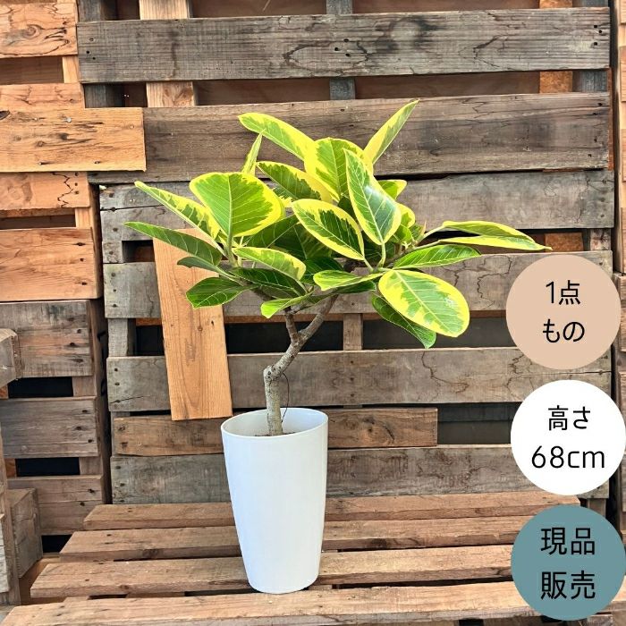 観葉植物現品販売