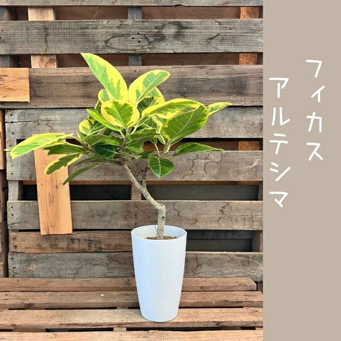 観葉植物現品販売